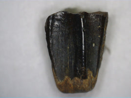 Hadrosaur Tooth, Judith River Formation
