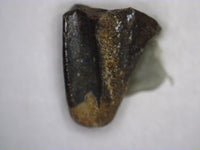 Hadrosaur Tooth, Judith River Formation