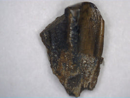 Hadrosaur Tooth, Judith River Formation