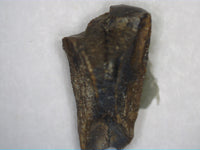 Hadrosaur Tooth, Judith River Formation