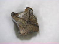 Hadrosaur Tooth, Judith River Formation