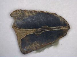 Hadrosaur Tooth, Judith River Formation