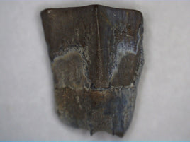 Hadrosaur Tooth, Judith River Formation