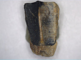 Hadrosaur Tooth, Judith River Formation