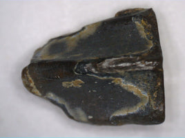 Hadrosaur Tooth, Judith River Formation