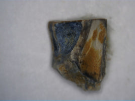 Ceratopsian Tooth, Judith River Formation