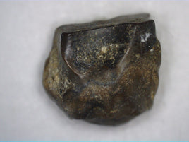 Ceratopsian Tooth, Judith River Formation