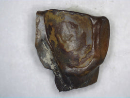 Ceratopsian Tooth, Judith River Formation