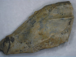 Ceratopsian Tooth, Judith River Formation