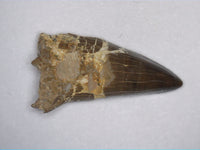 Pachyrhizodus(?) Tooth, Kansas Chalk, Cretaceous