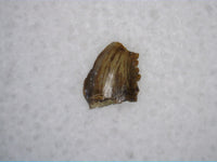 Troodon (Pectinodon?) Tooth, Lance Formation