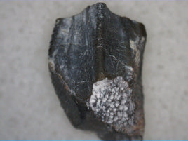Parasaurolophus Tooth, Two Medicine Formation