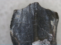 Parasaurolophus Tooth, Two Medicine Formation
