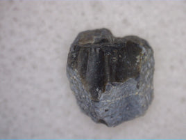 Parasaurolophus Tooth, Two Medicine Formation