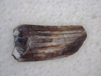 Ichthyovenator Tooth (Rare Spinosaurid), Early Cretaceous