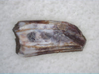 Ichthyovenator Tooth (Rare Spinosaurid), Early Cretaceous