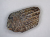 Ichthyovenator Tooth (Rare Spinosaurid), Early Cretaceous