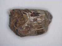 Ichthyovenator Tooth (Rare Spinosaurid), Early Cretaceous