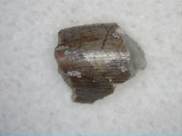 Partial Allosaurus Tooth, Morrison Formation
