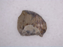 Silesaurid Tooth, Chinle Formation, Arizona