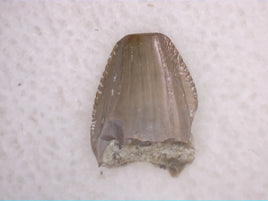 Prosauropod? Silesaurid? Tooth, Chinle Formation, Arizona
