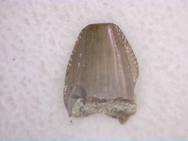 Aetosaur Tooth, Chinle Formation, Arizona