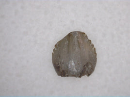 Silesaurid Tooth, Chinle Formation, Arizona