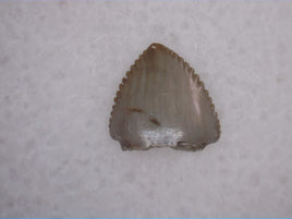 Prosauropod? Tooth, Chinle Formation, Arizona