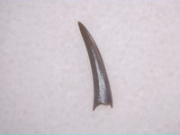 Pterosaur Tooth, Chinle Formation, Arizona