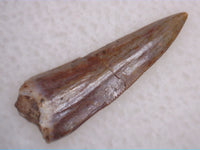 Daemonosaurus Tooth, Late Triassic, Arizona