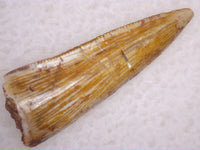 Daemonosaurus Tooth, Triassic, Arizona