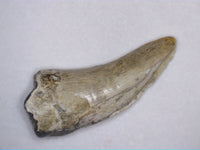 Theropod Tooth from the Mid Jurassic, Madagascar