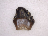 Nodosaur (Edmontonia) Tooth, Judith River Formation