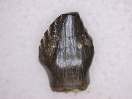 Pachycephalosaur? (Stegoceras?) Tooth, Judith River Formation