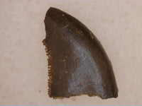 Raptor (Dromaeosaurus) Tooth, Judith River Formation