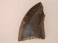Raptor (Dromaeosaurus) Tooth, Judith River Formation