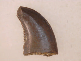 Raptor (Dromaeosaurus) Tooth, Judith River Formation