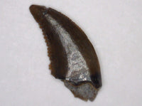 Troodon Tooth, Judith River Formation
