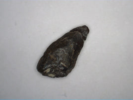 Dromaeosaur (Raptor) Tooth, Aguja Formation, Texas