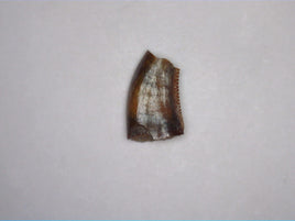 Dromaeosaur (Raptor) Tooth, Aguja Formation, Texas