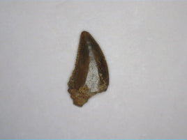 Dromaeosaur (Raptor) Tooth, Aguja Formation, Texas
