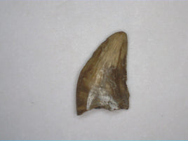 Dromaeosaur (Raptor) Tooth, Aguja Formation, Texas