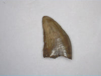Dromaeosaur (Raptor) Tooth, Aguja Formation, Texas