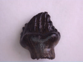 Ankylosaurus Tooth