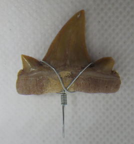 Fossilized Shark Tooth Necklace Pendant