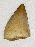 Prognathodon ( Mosasaur) Tooth
